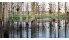 科学家采用CRISPR基因编辑培育出高效造纸的杨树