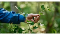 芬林集团投入60万欧元支持生物多样性 推动26个新自然保护项目