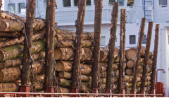今年来首次！中国原木进口市场突发大变动