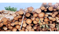 跌幅50% 广西人造板市场需求、原材料双头承压！