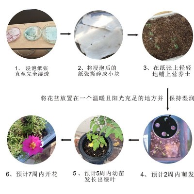 种子纸发芽门票种子纸可发芽种子纸卡片种子纸卡片日历图3