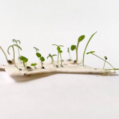 种子纸发芽门票种子纸可发芽种子纸卡片种子纸卡片日历图2