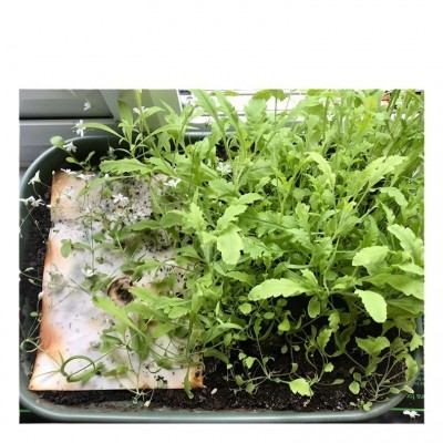 批发种子纸卡片 创意降解活动门票邀请函婚礼原料贺卡种 子纸卡片图2