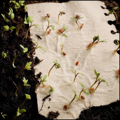 种子纸可降解种植种子纸日历台历手工纸发芽企业台历图5