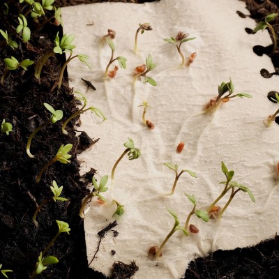 种子纸印刷种子纸装订A5 B5 可发芽种子纸笔记本种子纸现货秒发图5