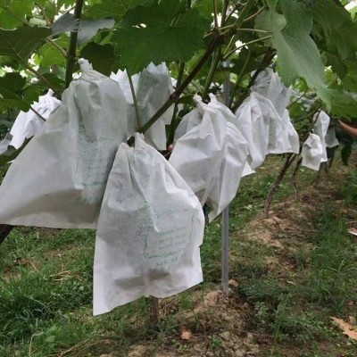 厂家直销葡萄专用套袋葡萄袋葡萄纸袋阳光玫瑰专用套袋三色袋图5